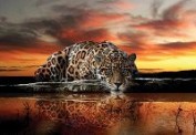 Фотообои 3Д - Фотообои Животные