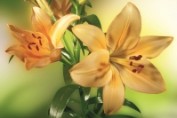 Фотообои Цветы - Фотообои Лилии