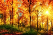 Фотообои по цвету - Фотообои желтые