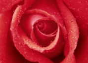 Фотошпалери Троянди - Фотошпалери Червоні Троянди