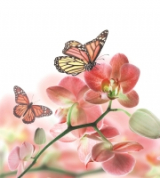 Фотообои Животные - Фотообои Бабочки