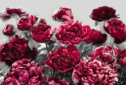 Фотообои Цветы - Фотообои Пионы