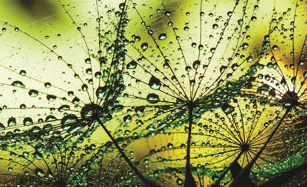 Флізелінові фотошпалери до зали 368x254 см 3Д Квіти Кульбаби і краплі роси на зеленому тлі (1009V8)+клей