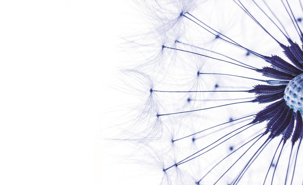 Флизелиновые фотообои 3д в спальню цветы 254x184 см макросъемка синего одуванчика на белом фоне (1024V4)+клей