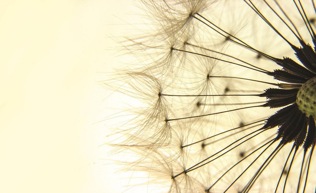 Флизелиновые фотообои 3д в спальню цветы 312x219 см макросъемка желтого одуванчика (1026VEXXL)+клей