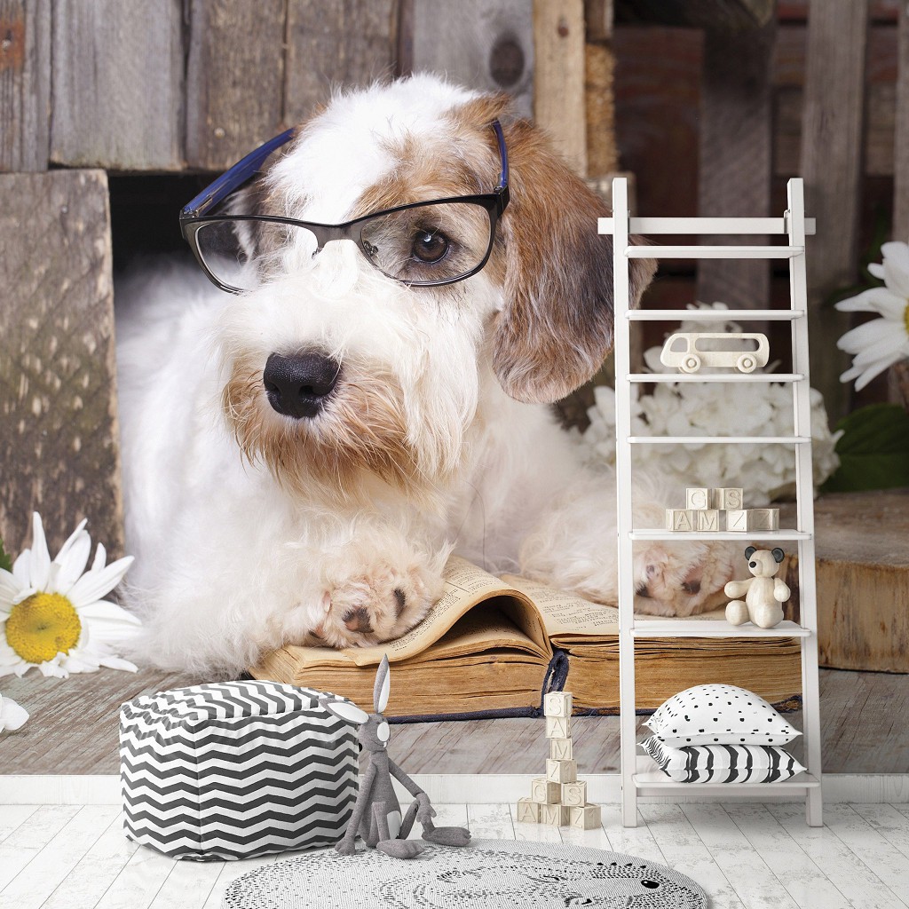 Флизелиновые фотообои 416x254 см 3Д Домашние Животные Собака Читает Книгу (10398VEXXXL) +клей