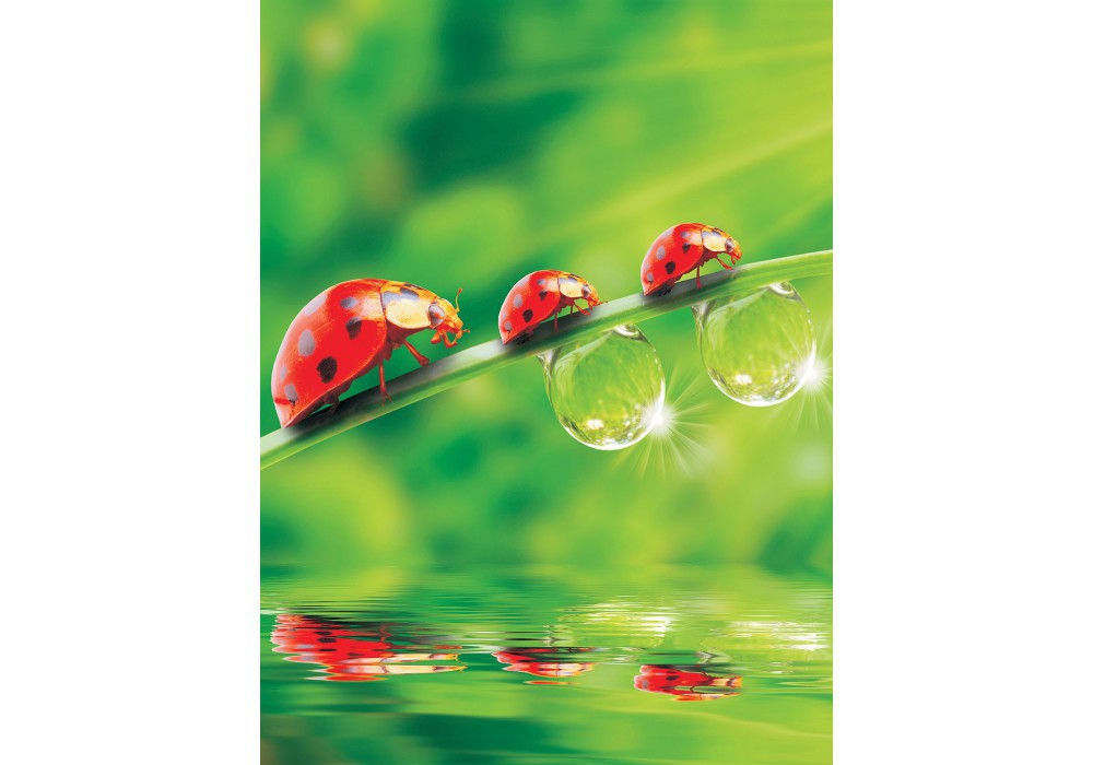 Зал з флізеліновими фотошпалерами 184x254 см Божа корівка (121V4A)+клей