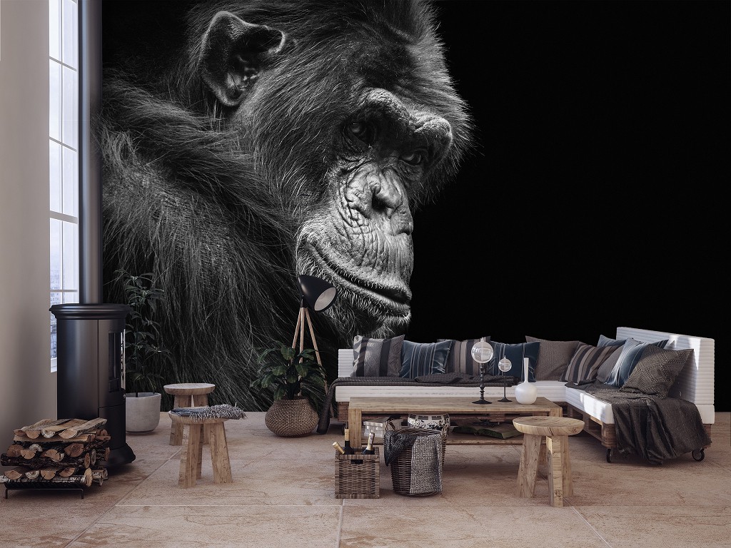 Флизелиновые фотообои с природой Черно-белая шимпанзе Животные Фотография Обезьяна (12713V)+клей
