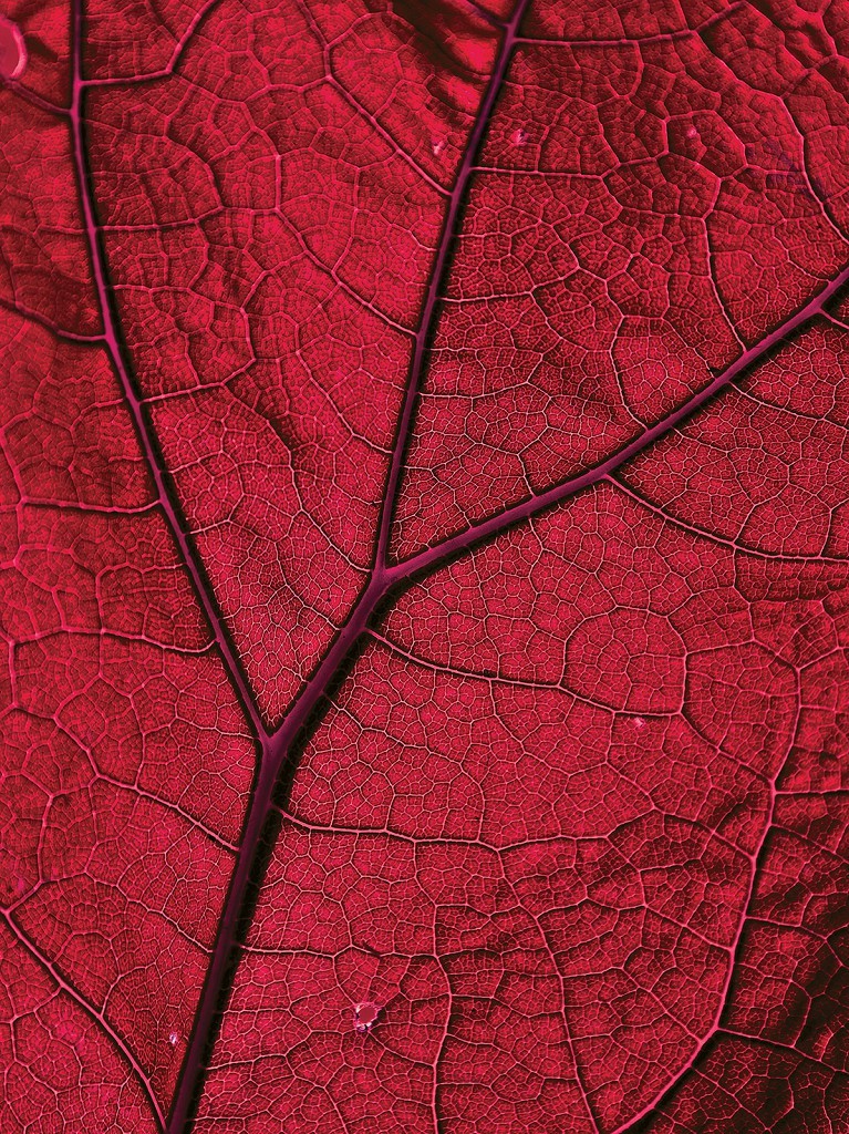 Флизелиновые красивые фото обои природа 184 x 254 см Красный листок под макросъемкой (13570V4A)+клей