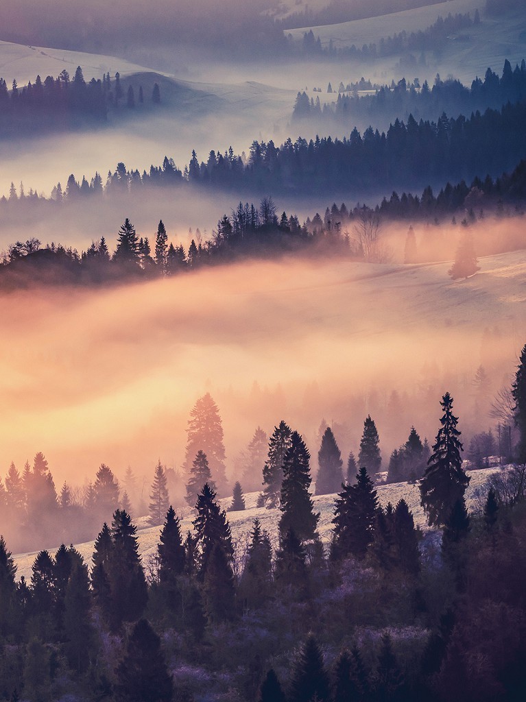 Флизелиновые фото обои 184 x 254 см Пейзаж - Лес под розовым туманом (13572V4A)+клей