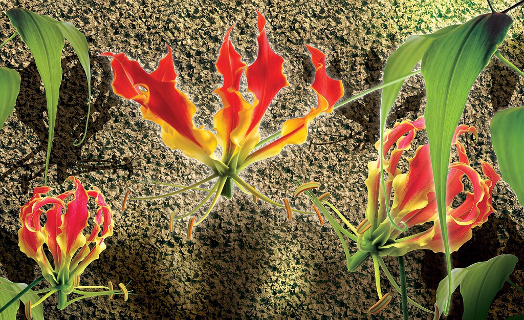 Модные флизелиновые фотообои в зал 368x254 см Цветы глориозы (1391V8)+клей