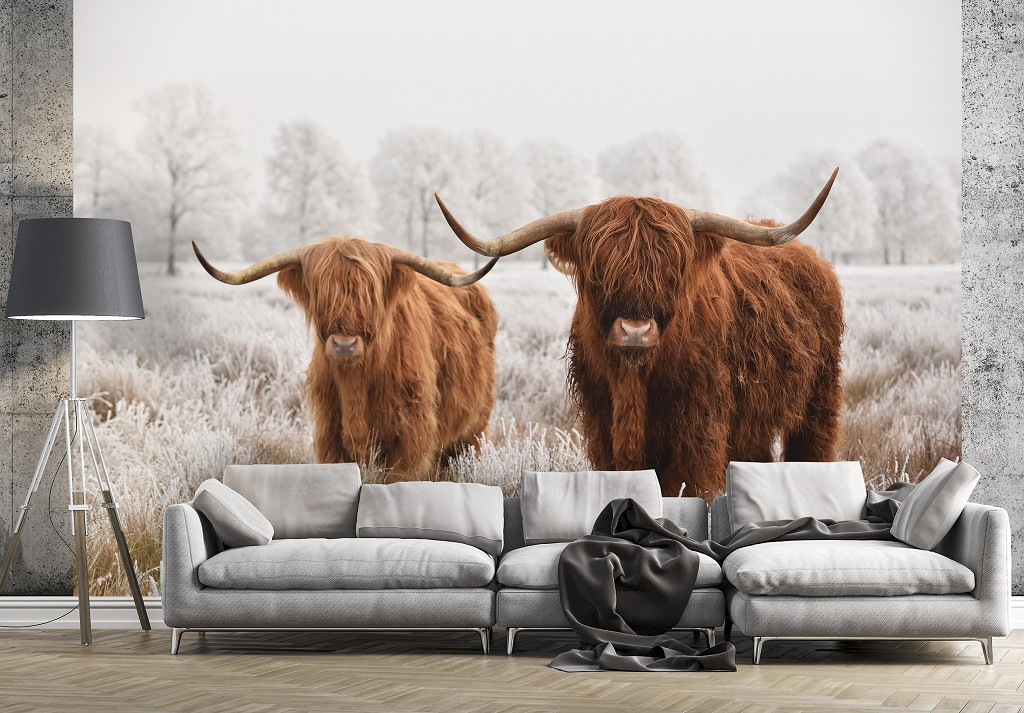 Флізелінові 3D фотошпалери для зали 520x318 см Тварини Природа Шотландські Корови Ландшафт (14169VEXXXXXL)+клей