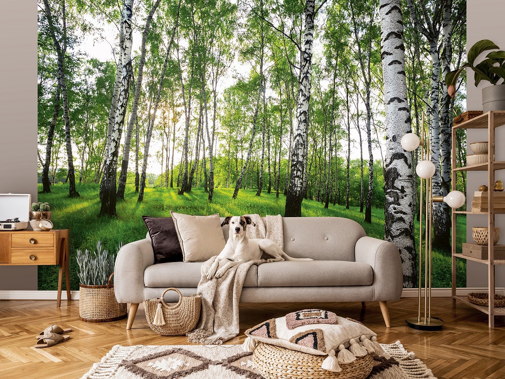 Флизелиновые фотообои дерево 254x184 см 3D Солнечные лучи в березовом лесу (14175V4)+клей