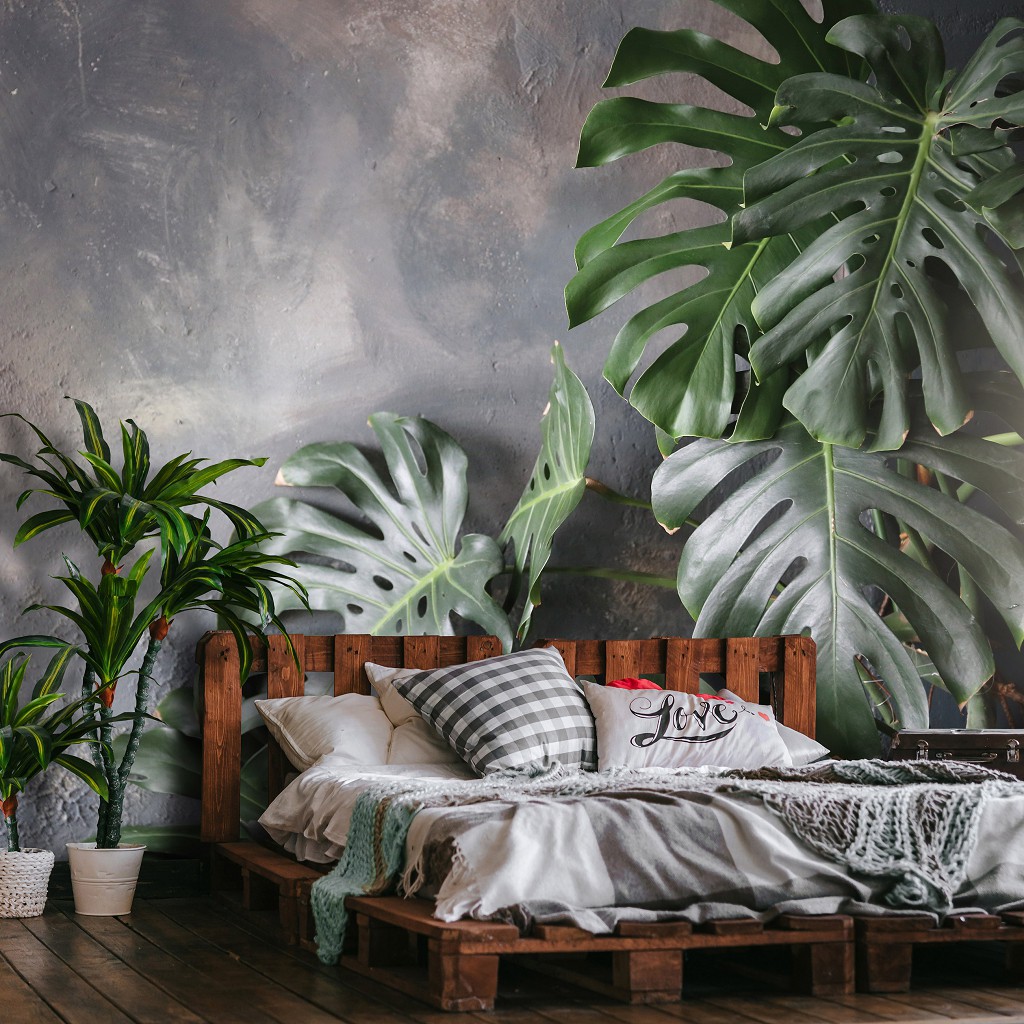 Зелень флизелиновые фотообои 416x290 см 3D Большие листья монстеры на фоне бетонной стены (14551VEXXXXL)+клей