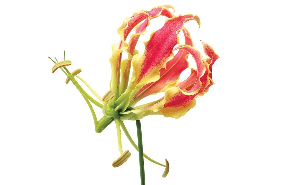 Флизелиновые фотообои 368x254 см Цветы глориозы на белом фоне (194V8)+клей