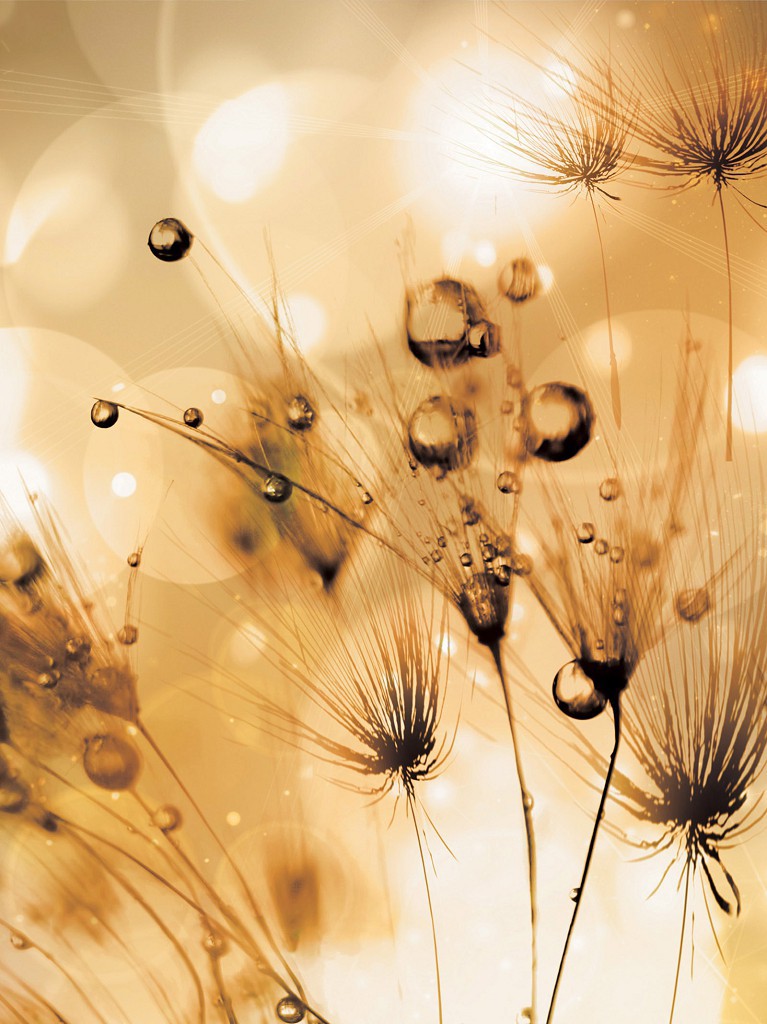 Флизелиновые фотообои 184x254 см Одуванчики и капли воды (2165V4A)+клей