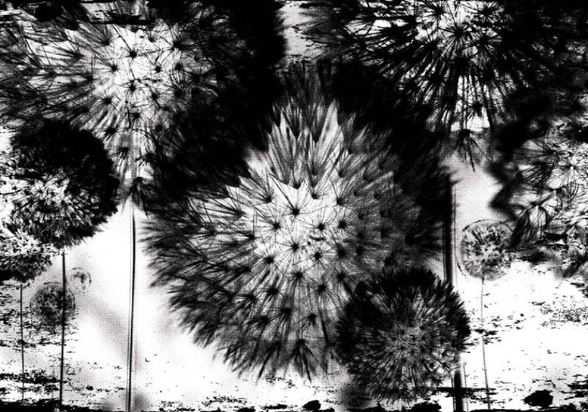 Красивые флизелиновые фотообои на кухню цветы 368x254 см Бело-черные одуванчики (2189V8)+клей