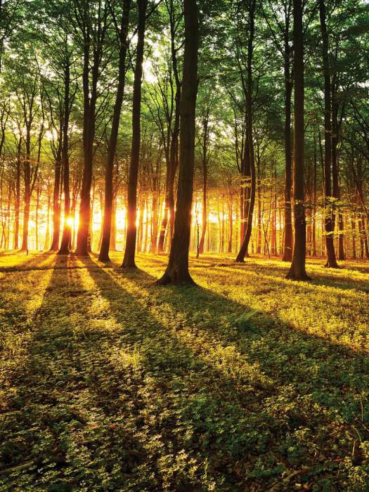 Красивые флизелиновые фотообои с природой 206x275 см 3д Рассвет в зеленом лесу (2226VEA) +клей