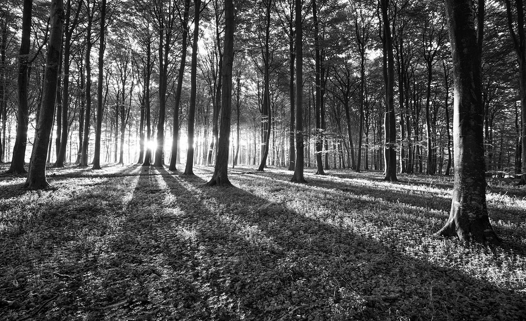 Флізелінові чорно-білі фотошпалери для зали 312x219 см Сонячні промені у лісі (2229VEXXL)+клей