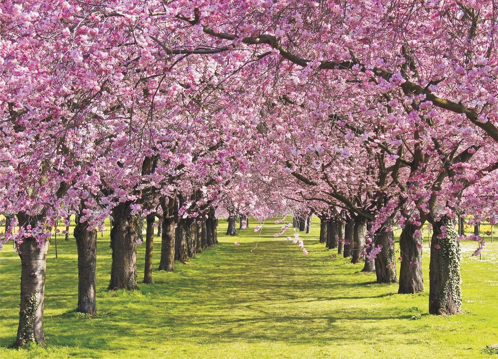 Флизелиновые фотообои цветы 254х184 см Вишневый сад (010V4)+клей