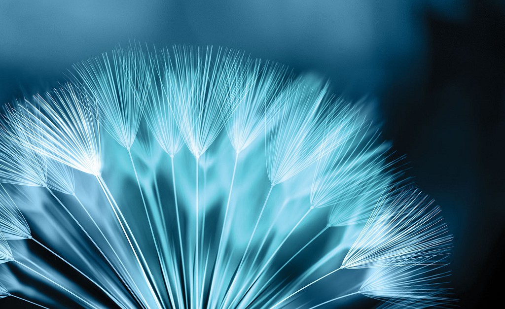 Флізелінові фотошпалери у вузькій передпокої квіти 254x184 см Макро кульбаба в блакитному кольорі (256V4)+клей