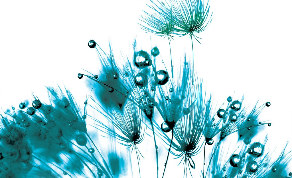 Цветы флизелиновые фотообои 312x219 см Голубые одуванчики на белом фоне (260VEXXL)+клей