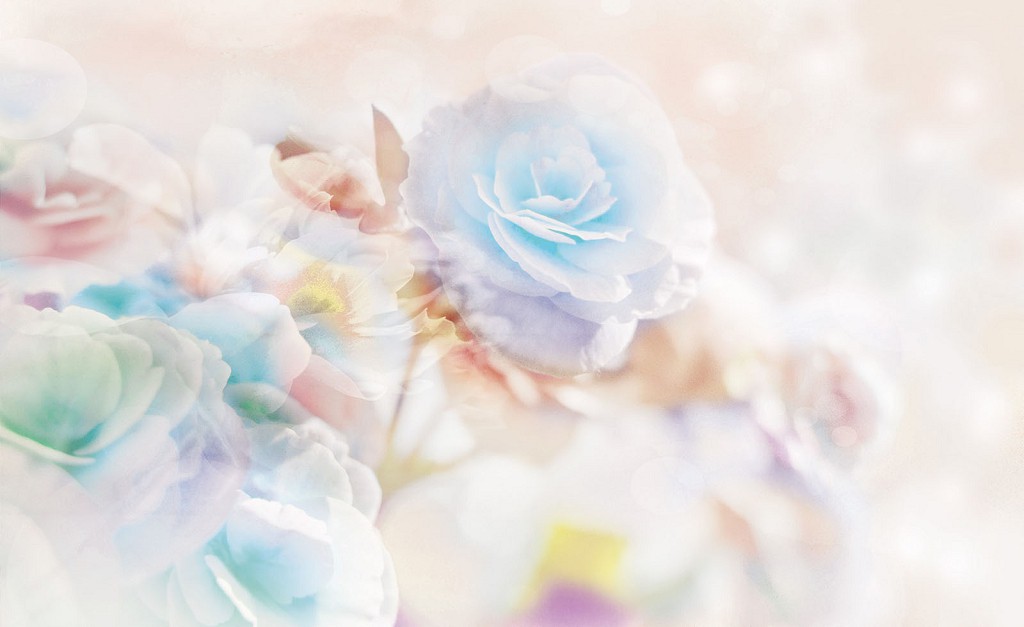 Готовые флизелиновые фотообои 416x254 см Цветы Нежные Розы на светлом фоне (2702VEXXXL)+клей