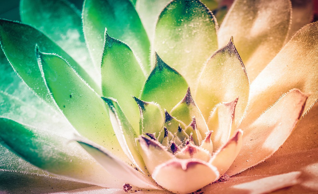 Флизелиновые фотообои в спальню над кроватью цветы 416x254 см Листья растения (3117VEXXXL)+клей