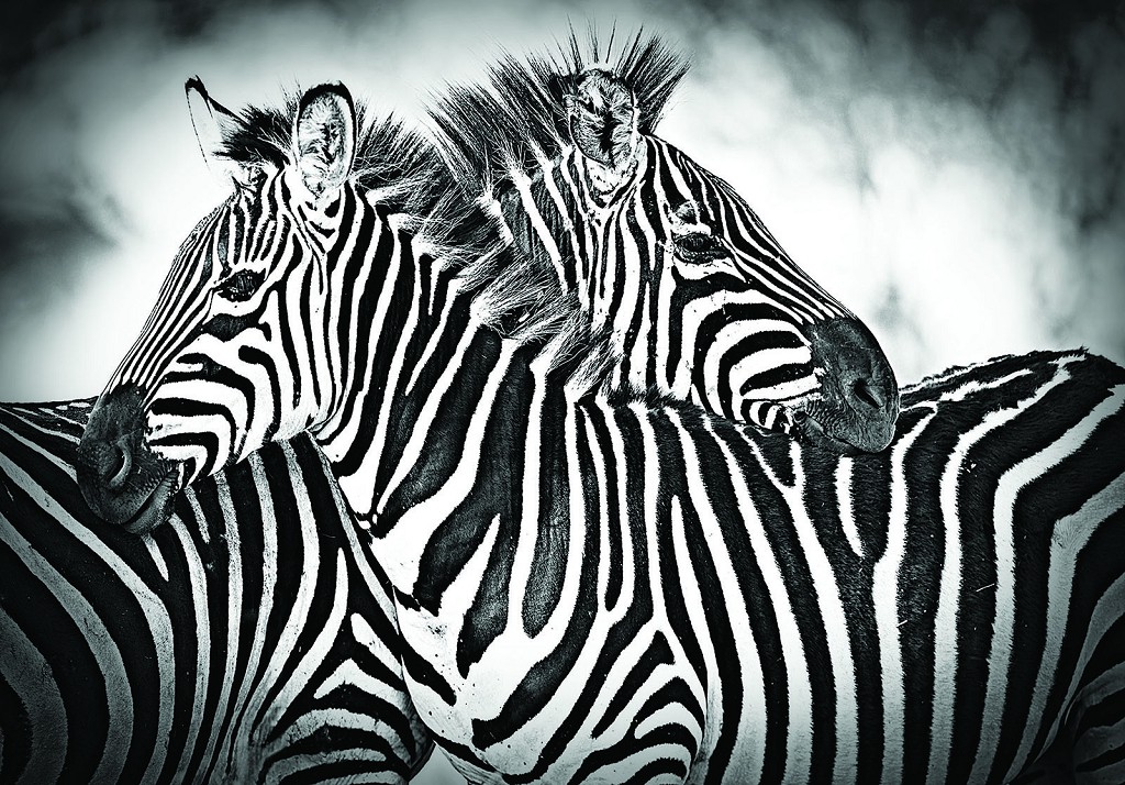 Флизелиновые фотообои животные 368x254 см Две зебры в черно-белом цвете (3605V8) +клей