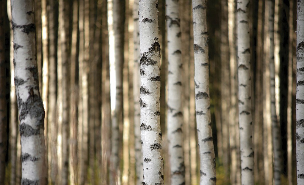 Флизелиновые 3д фотообои в интерьере 254x184 см Лес - Стволы берез (3612V4)+клей