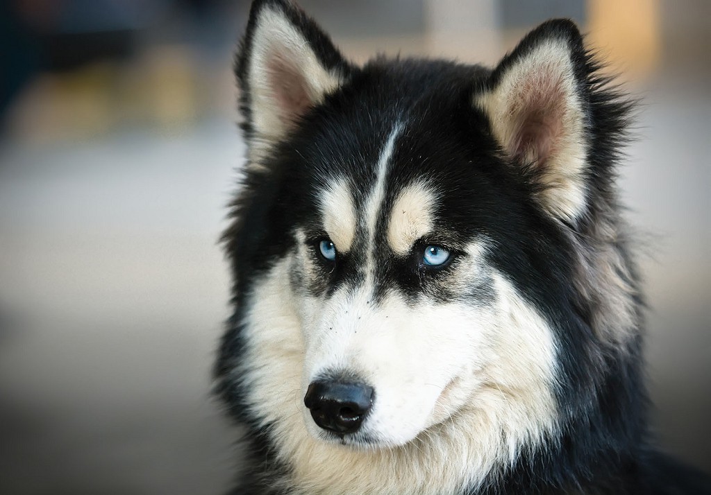 Флизелиновые фотообои красивые 3д домашние животные 312x219 см Собака Хаски (3613VEXXL)+клей