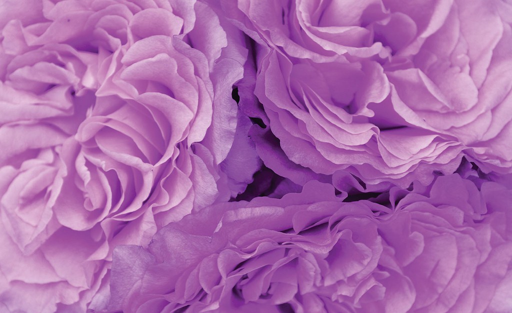 Флизелиновые фотообои Большие цветы 416x254 см Фиолетовые пионы (657VEXXXL)+клей