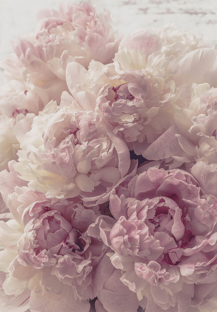 Флізелінові 3д фотошпалери для дівчинки 206x275 см Квіти Пудрово-рожеві півонії (13818VEA)+клей