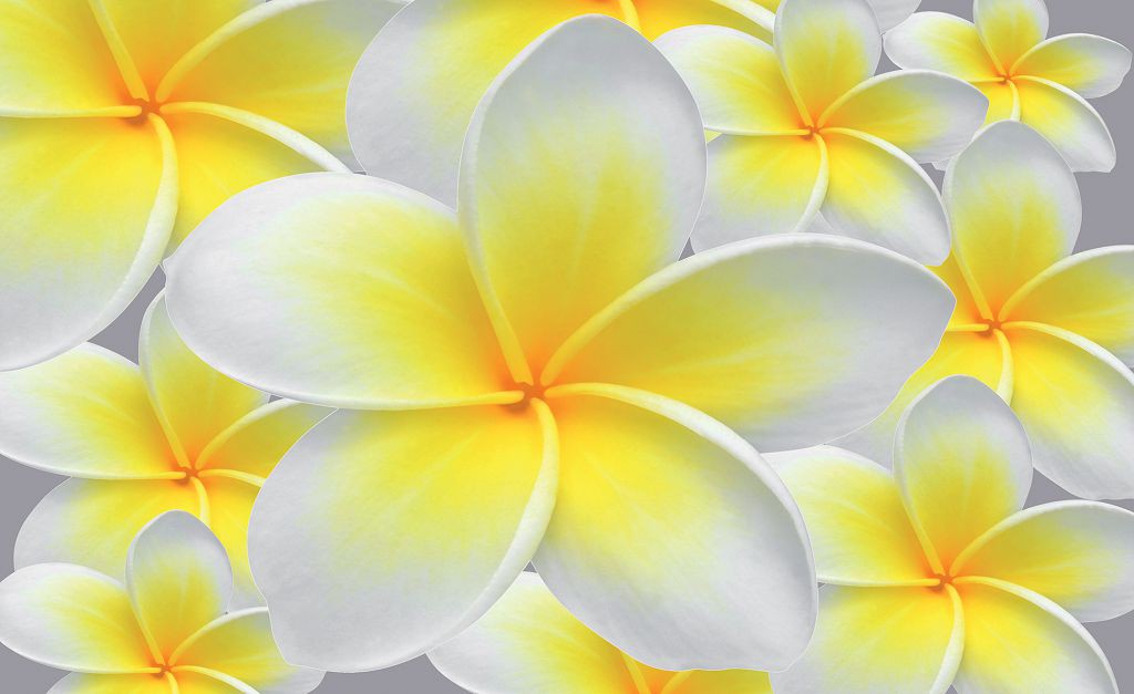 Флізелінові фото шпалери у спальню квіти 416x254 см Плюмерія жовта (033VEXXXL)+клей