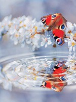 Флизелиновые 3д фотообои в спальню над кроватью 206x275 см Отражение бабочки и цветов в воде (013VEA)+клей - вид 1 миниатюра