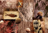Флизелиновые фотообои природа 312x219 см Окаменелости (053VEXXL)+клей