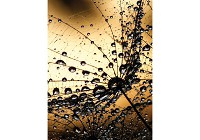 3д флізелінові фотошпалери в спальню 206x275 см Квіти Кульбаби і краплі роси на коричневий фон (1008VEA)+клей - вид 1 мініатюра