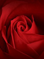 Флізелінові фотошпалери до спальні над ліжком квіти 206x275 см Бутон червоної троянди (10151VEA)+клей - вид 1 мініатюра