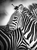 Черно-белые животные флизелиновые фотообои 184x254 см Две зебры (10159V4A) +клей - вид 1 миниатюра