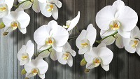 3д флізелінові фотошпалери у спальню квіти 312x219 см Білі орхідеї на тлі сірих дощок (1015VEXXL)+клей - вид 1 мініатюра