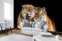 Флизелиновые фотообои 3д звери 460x300 см Два тигра на черном фоне (10173V12) +клей