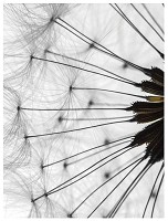 3д флизелиновые фотообои в гостиную цветы 206x275 см макросъемка одуванчика на белом фоне (1023VEA) +клей