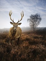 Флізелінові фотошпалери 206x275 см Олень на туманному лузі (10319VEA)+клей - вид 1 мініатюра