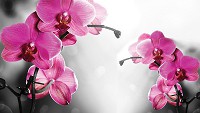 Флизелиновые 3Д фотообои для гостиной комнаты фото цветы 254x184 см Розовые орхидеи на черно-белом фоне 1034V4+клей - вид 1 миниатюра