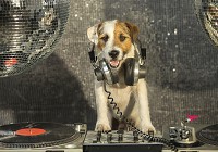 Оригінальні флізелінові 3Д фотошпалери в дитячу 416x254 см Собака з навушниками (10383VEXXXL)+клей - вид 1 мініатюра