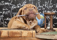 Флізелінові фотошпалери до зали животные 368x254 см Собака Цуценя (10430V8) +клей - вид 1 мініатюра