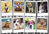 Флизелиновые фотообои в детской коллаж собака щенок Фотографии Веселых Домашних Животных (10454V)+клей