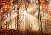 Флизелиновые 3д фотообои природа 416x254 см Солнечные лучи в осеннем лесу (10471VEXXXL) +клей - вид 1 миниатюра