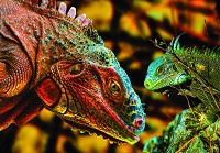 Флизелиновые 3д фотообои животные 416x290 см Красочный дракон Комодо (10568VEXXXXL) +клей - вид 1 миниатюра