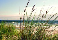 Флизелиновые фотообои с природой 520x318 см 3D Прибрежная трава (10669VEXXXXXL) +клей - вид 1 миниатюра